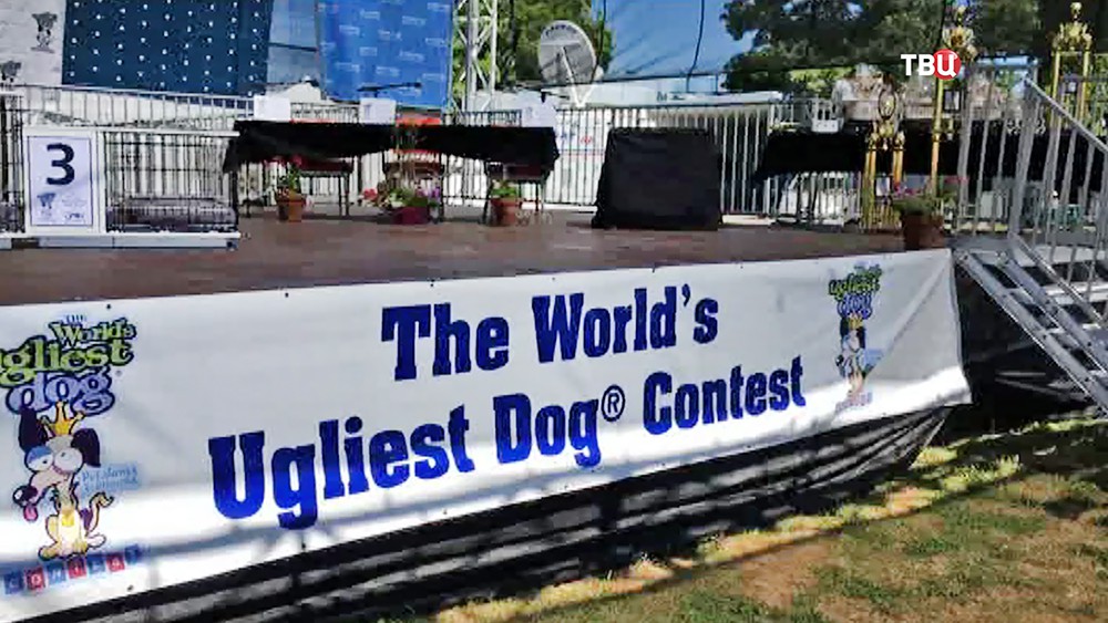Конкурс на самую уродливую собаку в мире