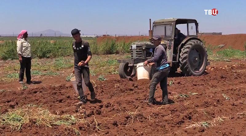 Сбор урожая в Сирии