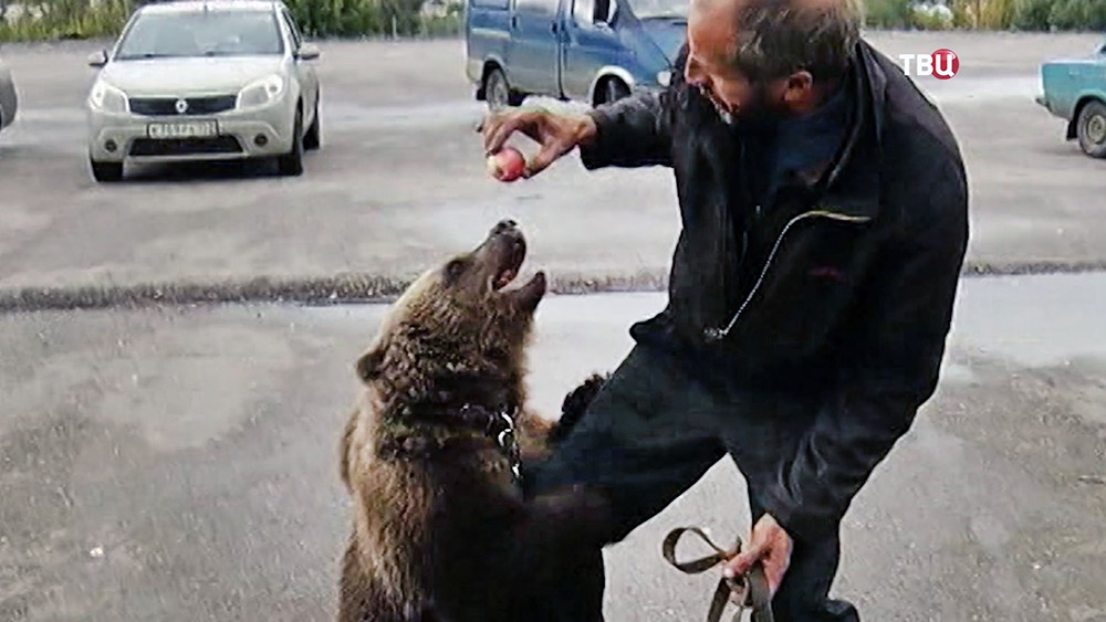 Видео собака привела медведей. Сергач медведи. Сергач медведи Нижегородской области.
