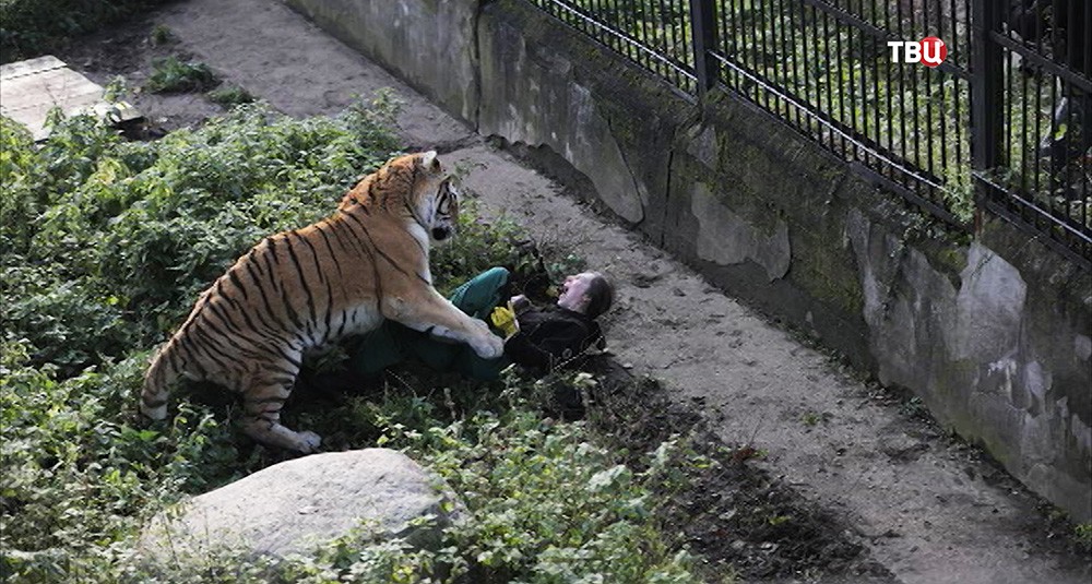 Нападение тигра на человека