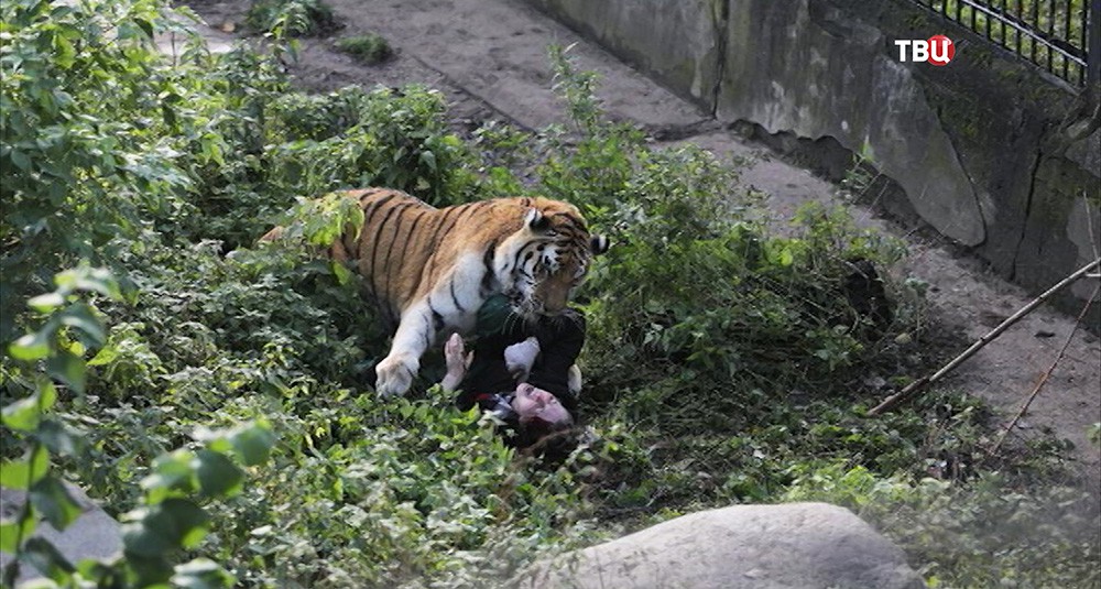 Нападение тигра на человека