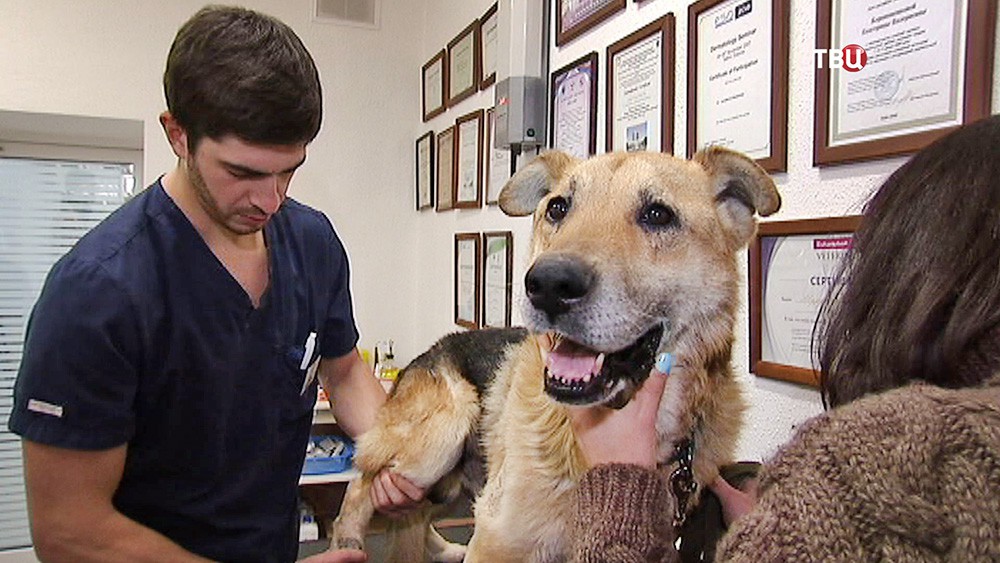 Бездомная собака в ветеринарной клинике