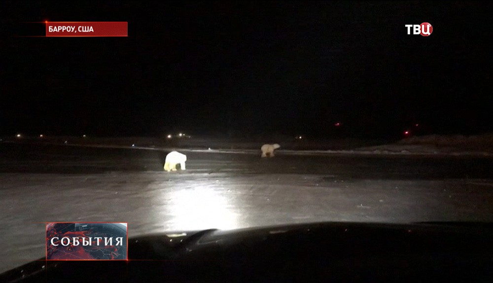 Медведи вышли на взлетную полосу аэропорта на Аляске