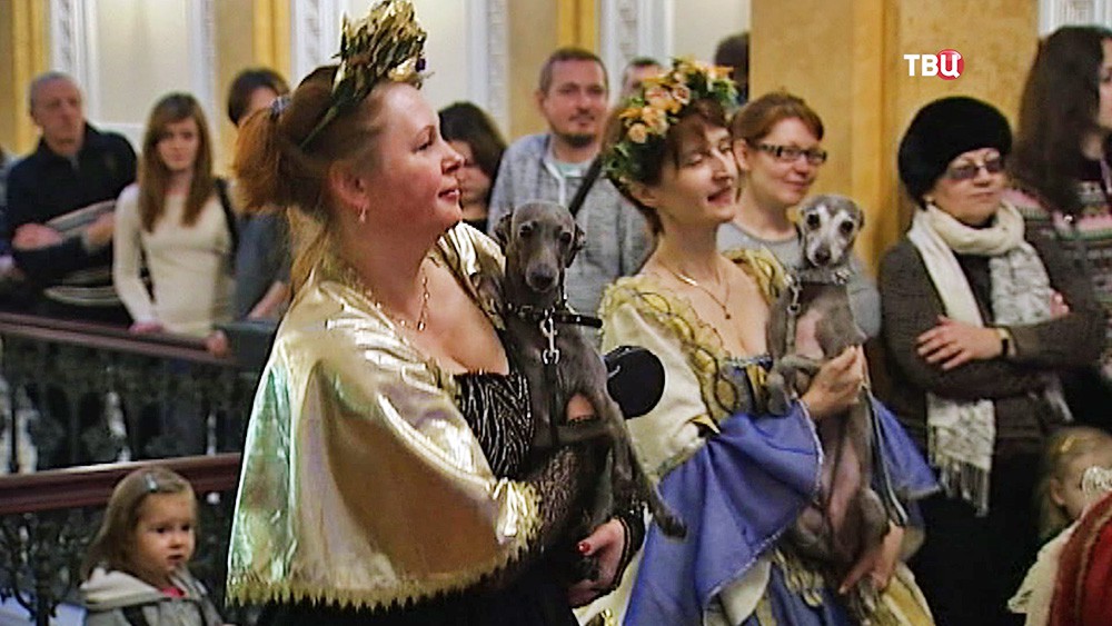 Бал собак в Гатчинском дворце в Петербурге