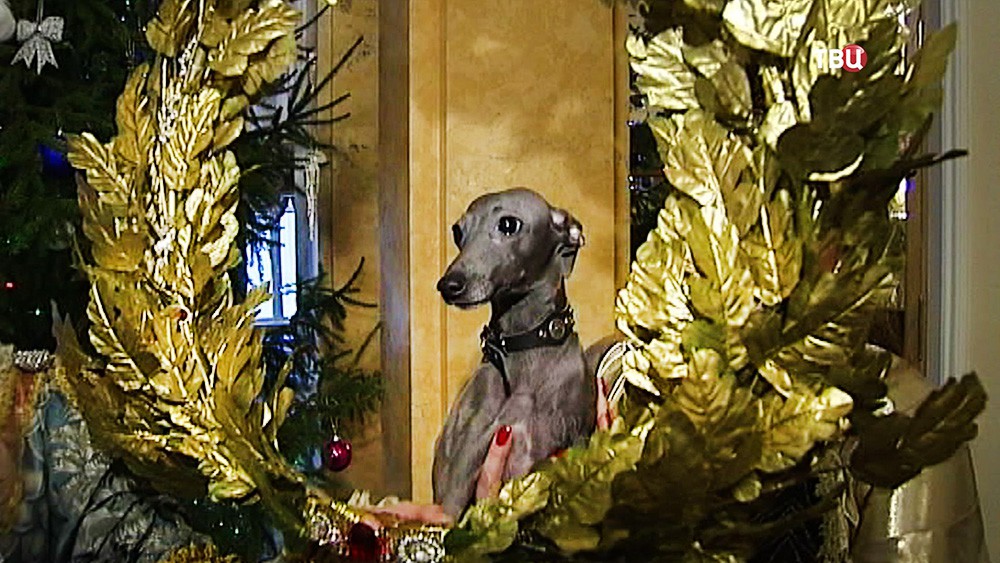 Бал собак в Гатчинском дворце в Петербурге