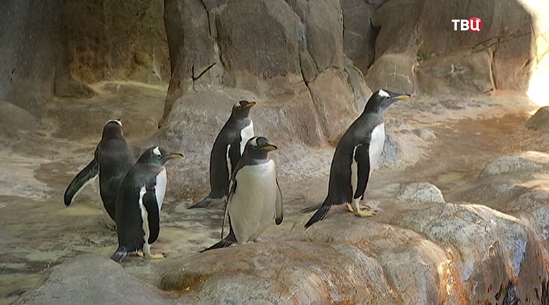 Как живут папуанские пингвины в Московском зоопарке :: Новости :: ТВ Центр