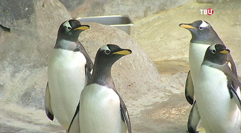 Пингвины в зоопарке 