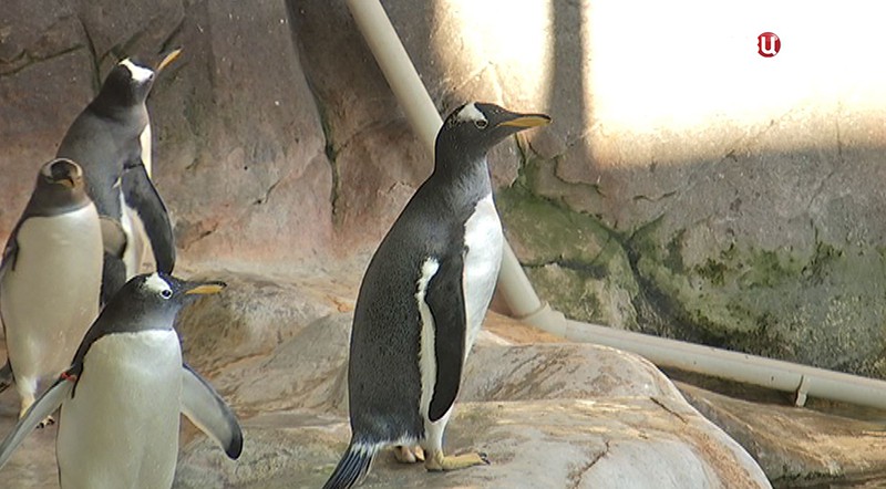 Пингвины в зоопарке 