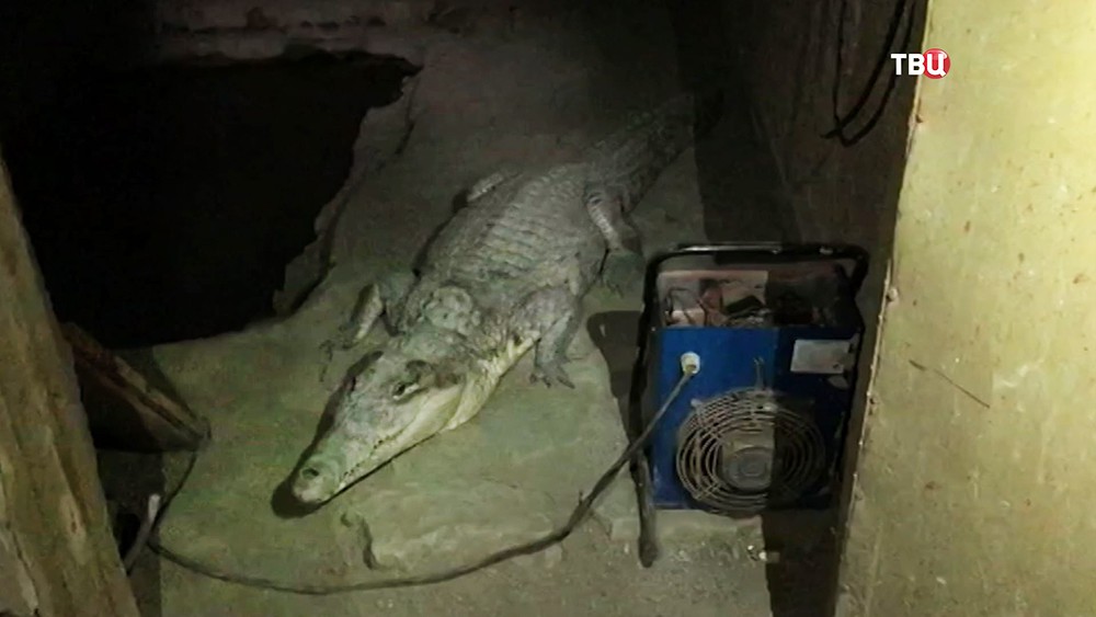 Крокодил в подвале дома