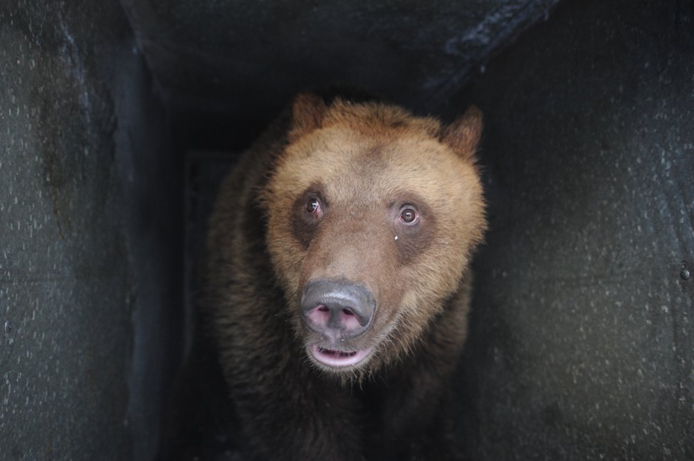Отправка медведей Миши и Маши в Липецкий зоопарк
