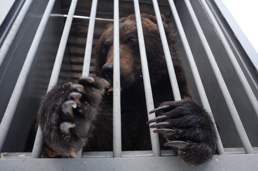 Отправка медведей Миши и Маши в Липецкий зоопарк