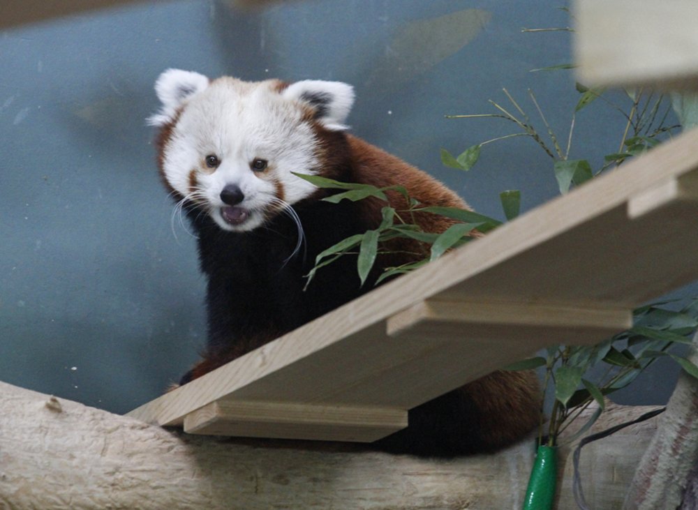 Красная панда в Московском зоопарке