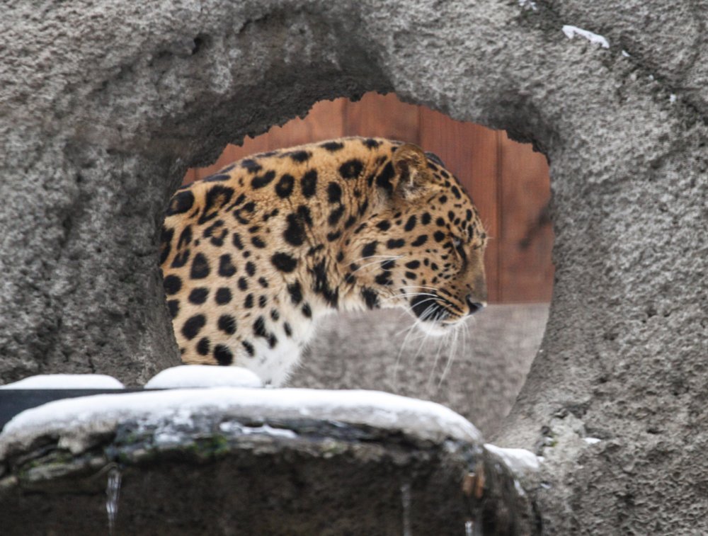 Леопард в Московском зоопарке 