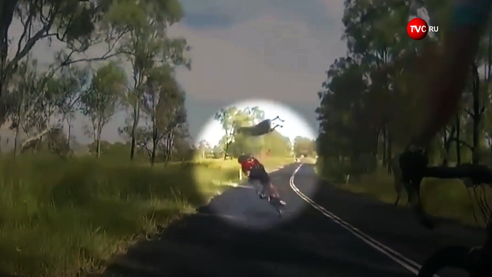 Кенгуру на лету сбил велосипедистку в Австралии
