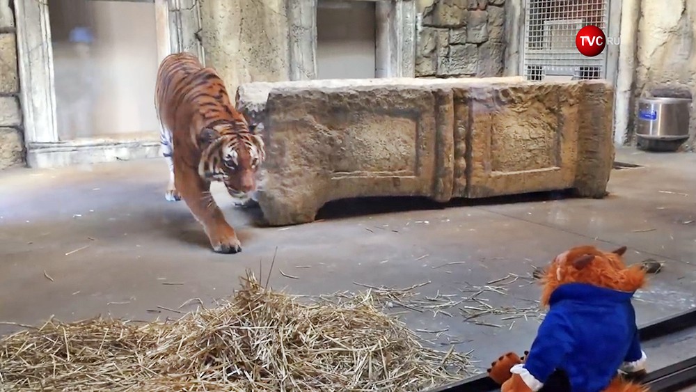 Тигр охотится за игрушкой в зоопарке в США