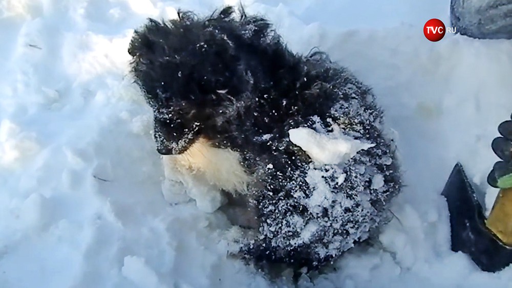 Жители Ямала спасли замерзающего щенка