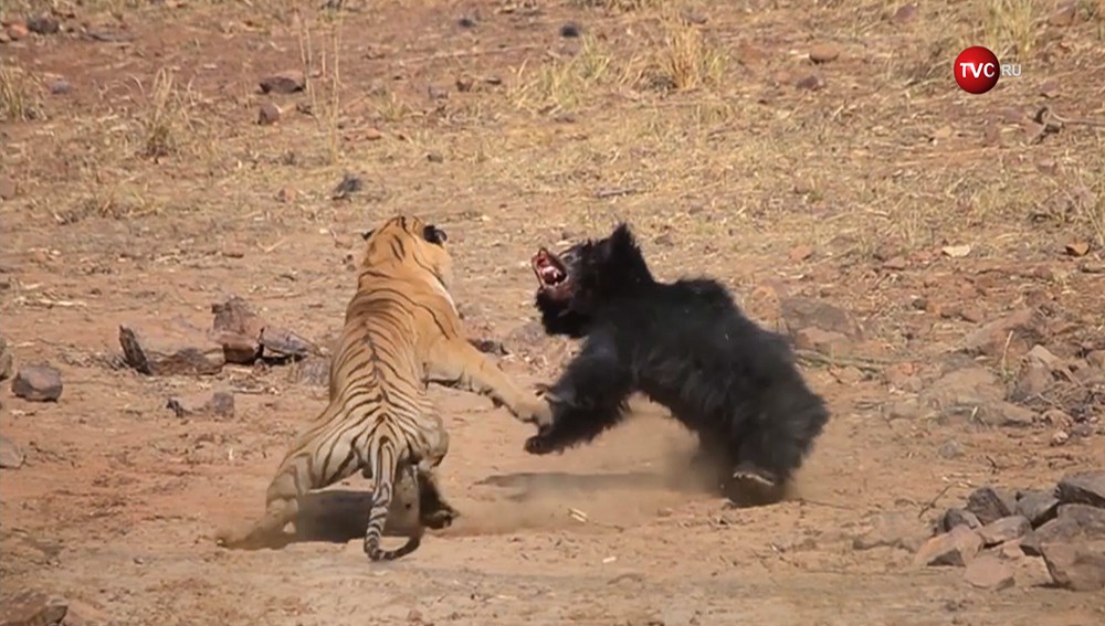 Схватка тигра с медведем