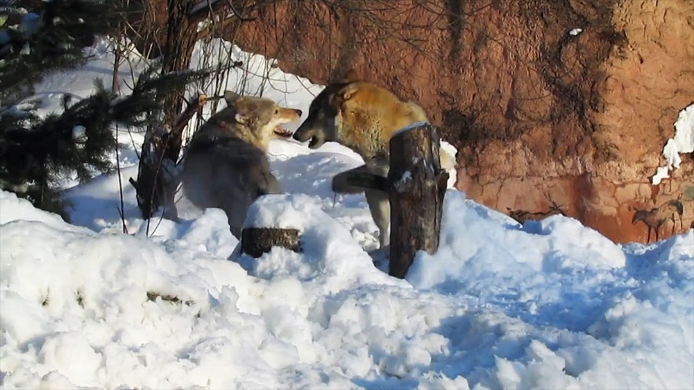 Волки в Московском зоопарке