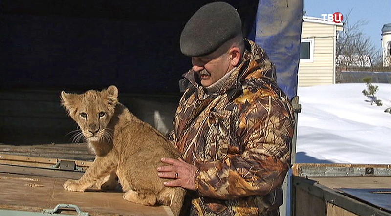 Руководитель центра передержки Виталий Ратнер и львенок