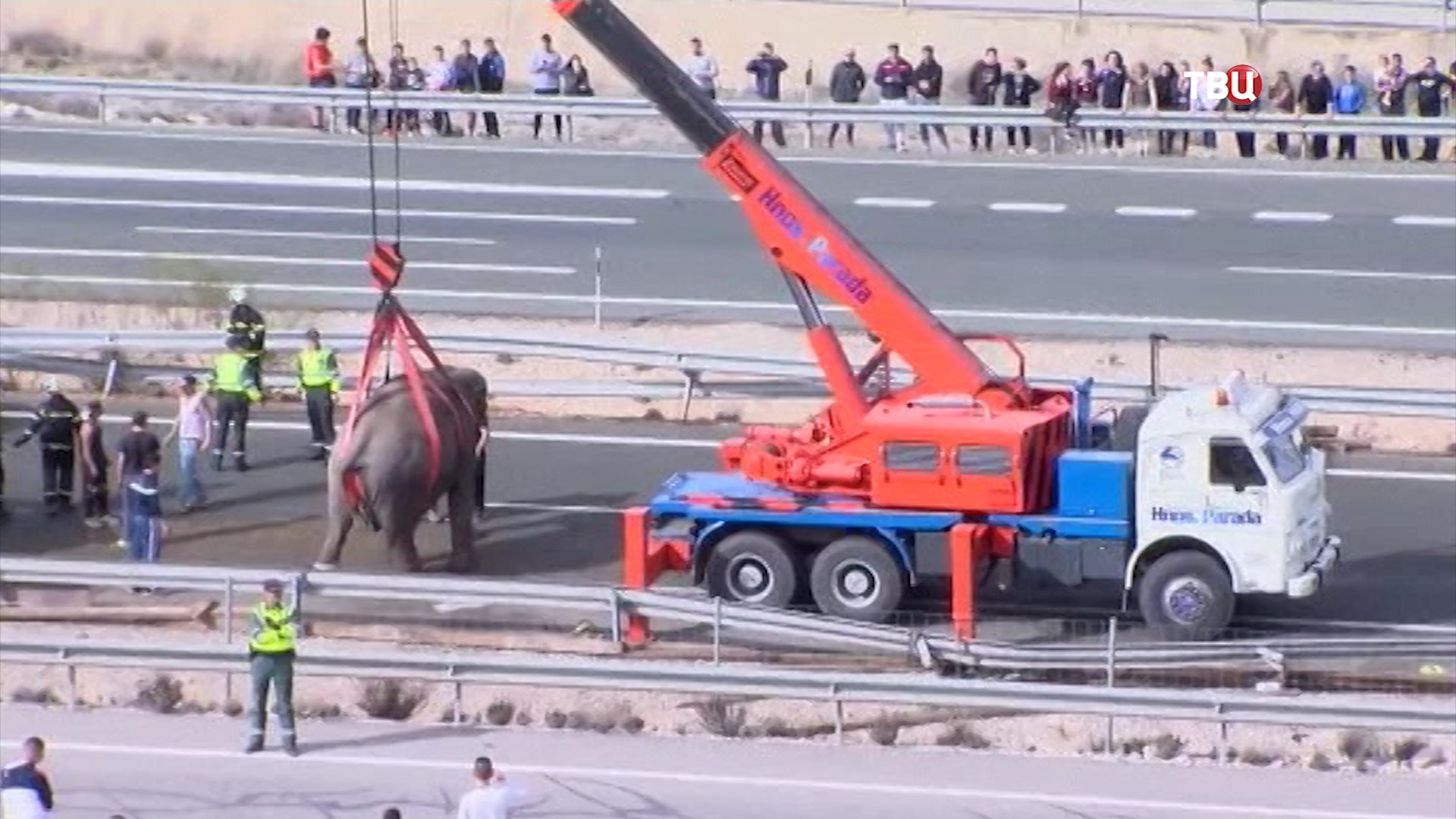 ДТП с участием слонов в Испании 