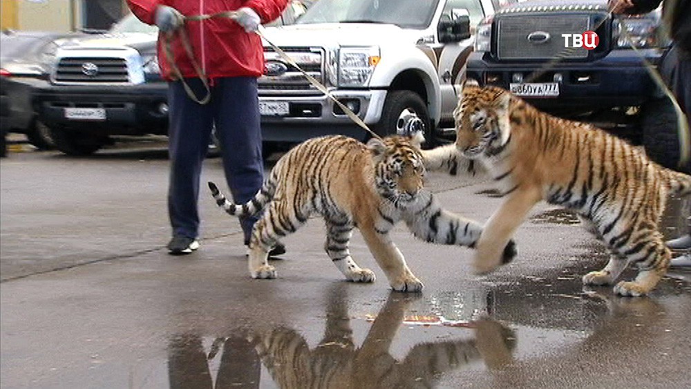 Выгуливание тигров