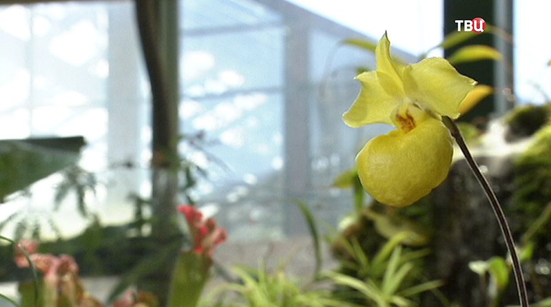 Абрикосовая орхидея