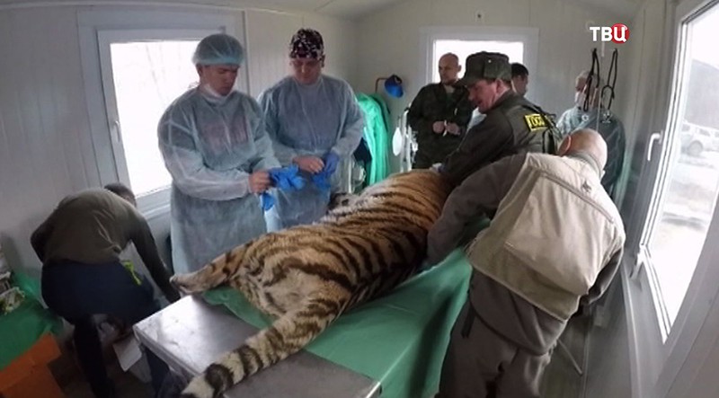 Операция по спасению Амурского тигра