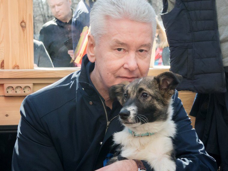 Мэр Москвы Сергей Собянин с собакой Джоуи