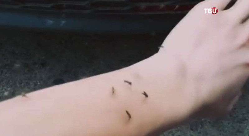 Нашествие комаров в Воронежской области