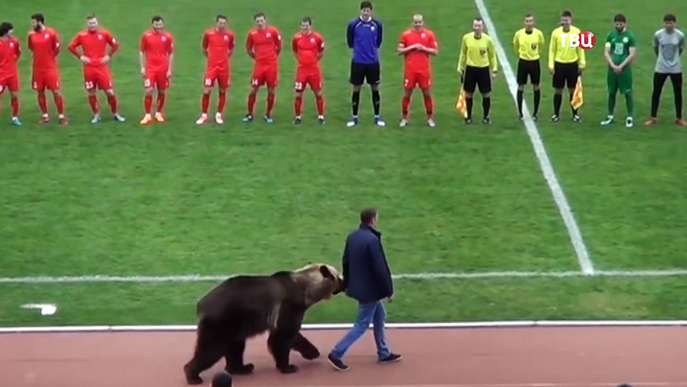 Провод медведя перед футбольной командой