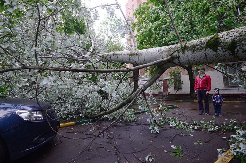 Сломанное ураганом дерево во дворе жилого дома