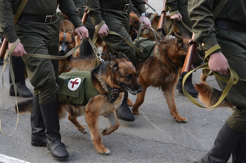 Военнослужащие со служебными собаками