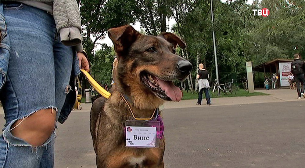 Выставка собак из приютов в парке "Кузьминки" 