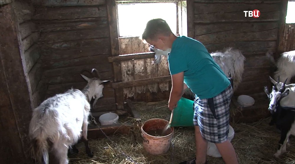 10-летний фермер ухаживает за козами 