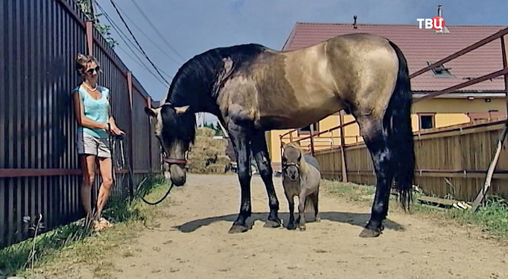 Самый маленький в мире жеребец Гулливер