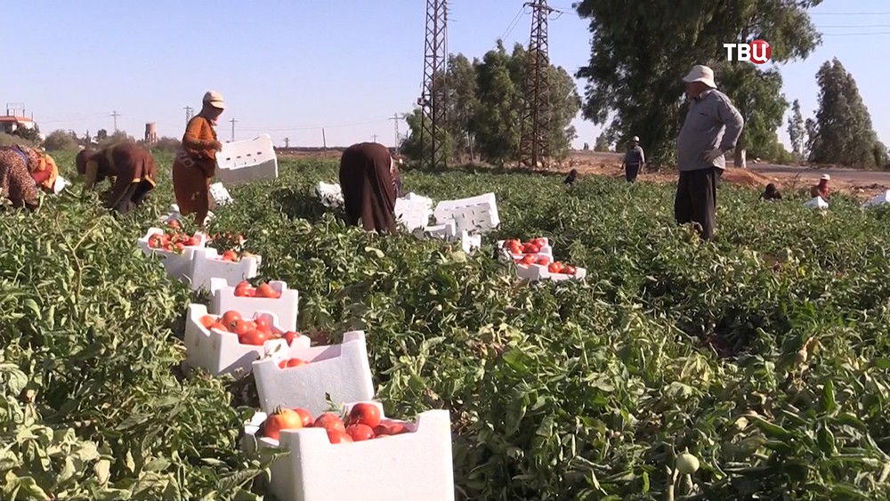 Фермерское хозяйство в Сирии 