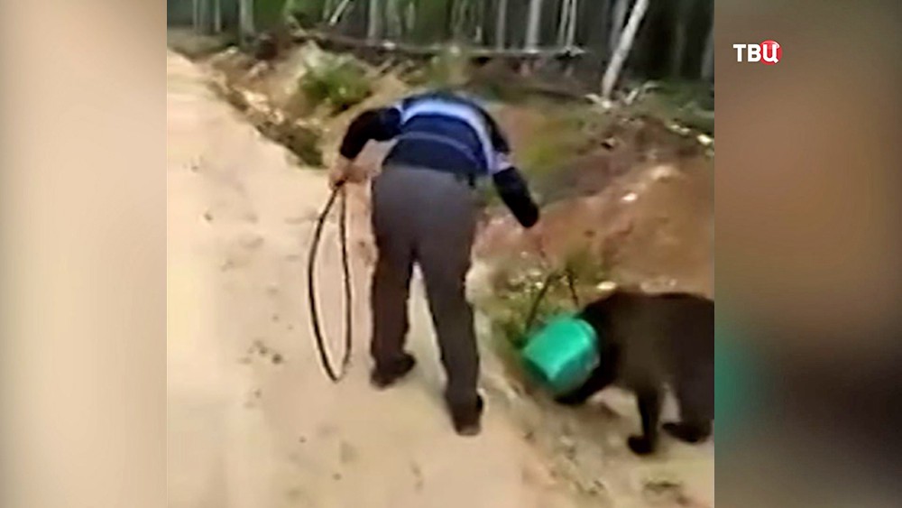 Мужчина пытается освободить застрявшего в канистре медведя