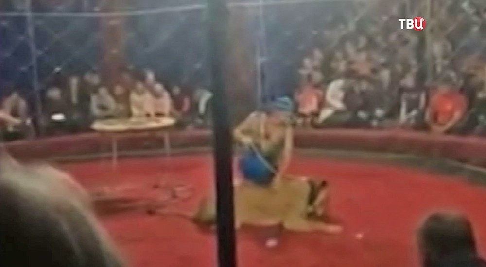 Нападение львицы на 4-летнюю девочку в кубанском цирке