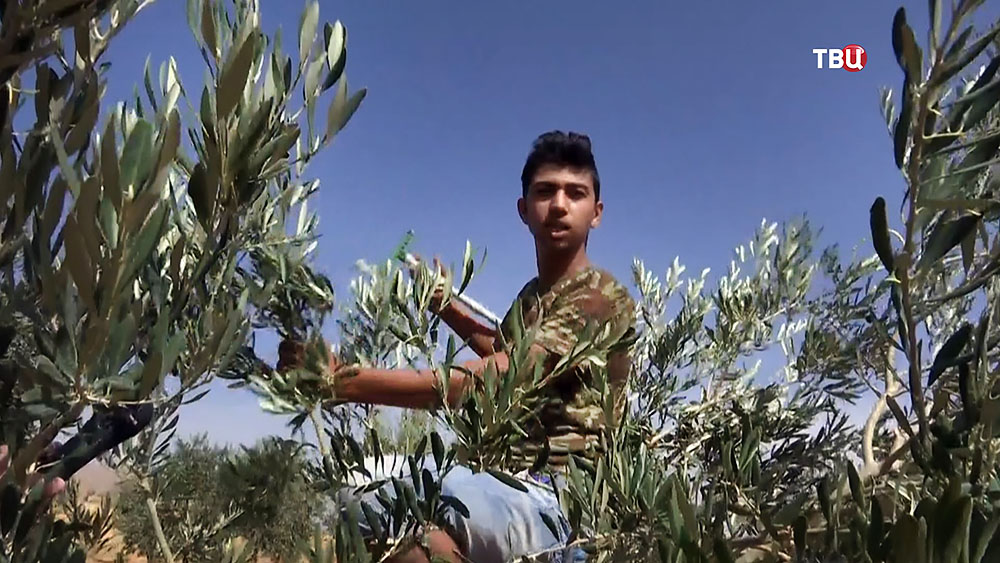 Оливковая ферма в Сирии