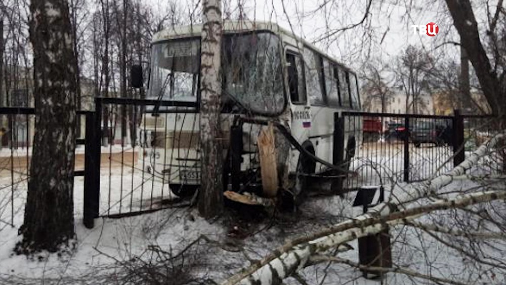 Деревья ивановской области фото и названия