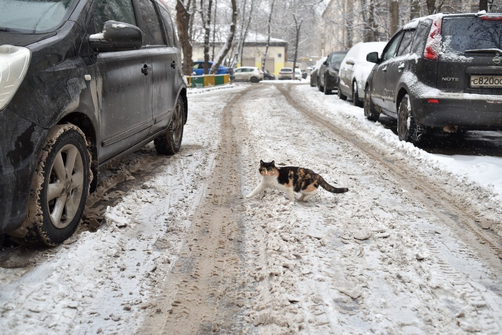 Когда растает снег в ярославле. В Москве снег растаял уже. Когда растает снег в Москве.