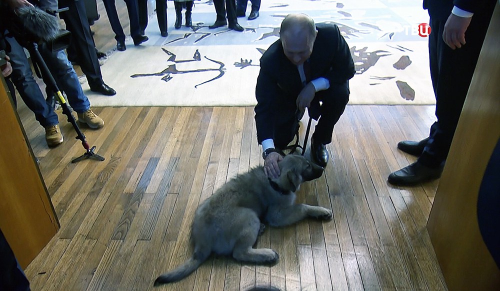 Владимир Путин и щенок шарпланинской овчарки