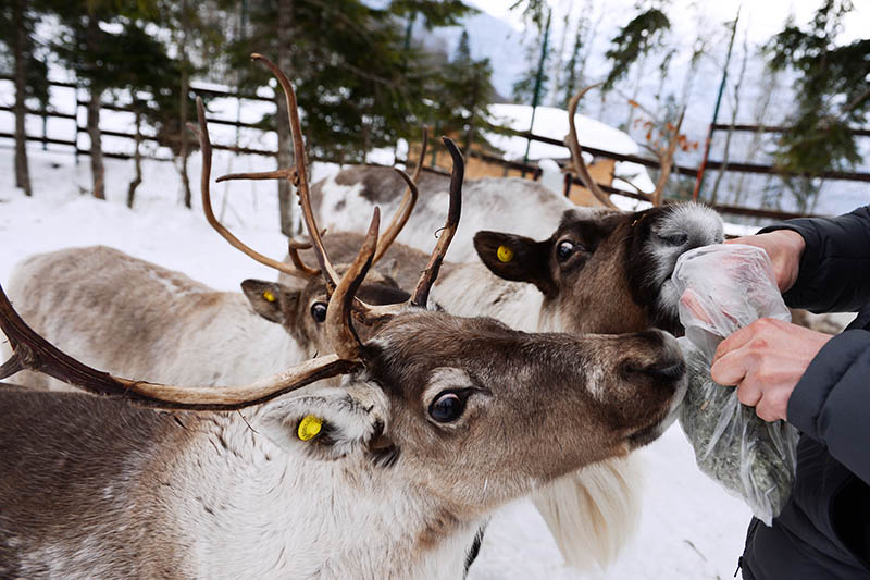 Оленья ферма план