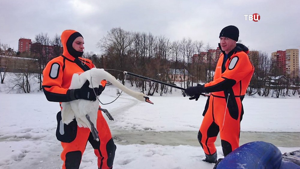 Спасатели МЧС и лебедь