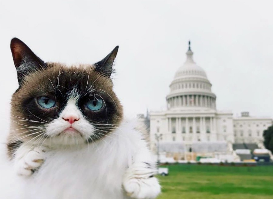 Кошка Grumpy Cat в Вашингтоне