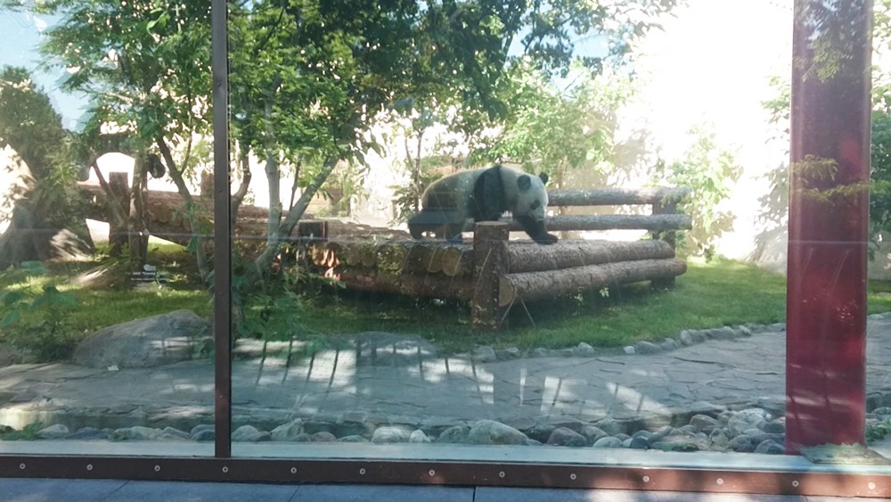 Китайские панды в Московском зоопарке