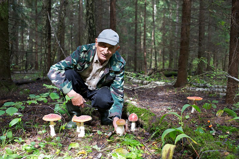 В Подмосковье грибник 8 дней блуждал по лесу :: Новости :: ТВ Центр