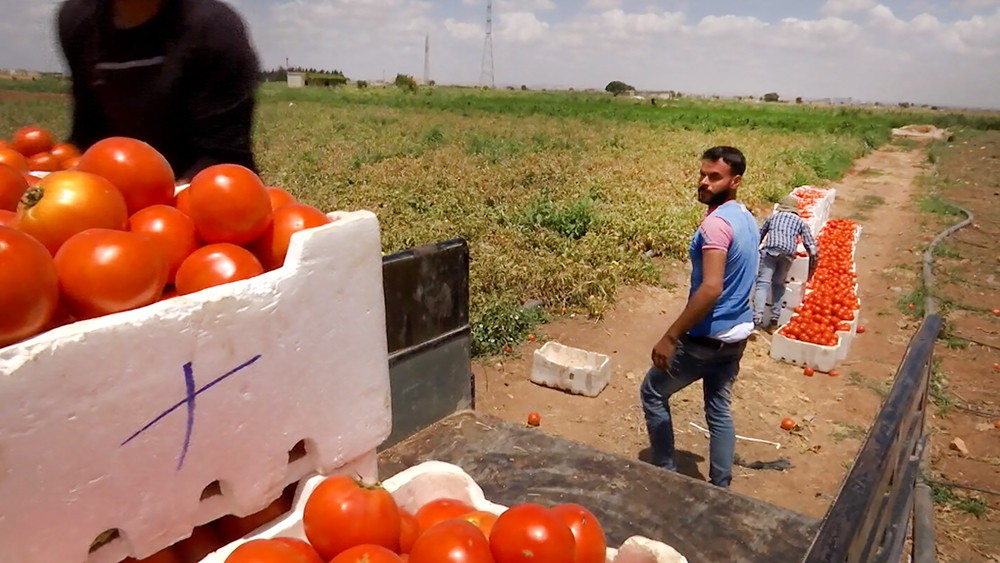Сбор урожая помидоров в Сирии