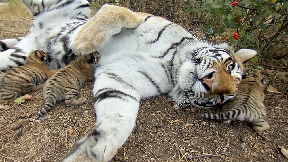 Новорожденные амурские тигрята