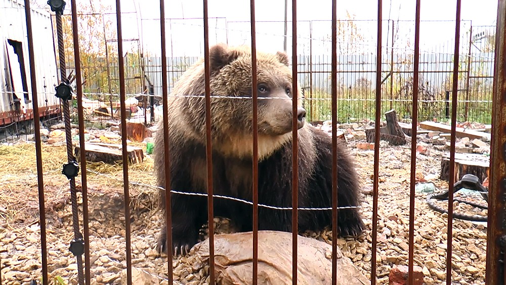 В Ярославле медведи из-за аномального тепла не могут уснуть | Общество | Селдон Новости